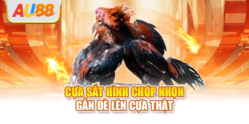 Cựa sắt hình chóp nhọn gắn đè lên cựa thật