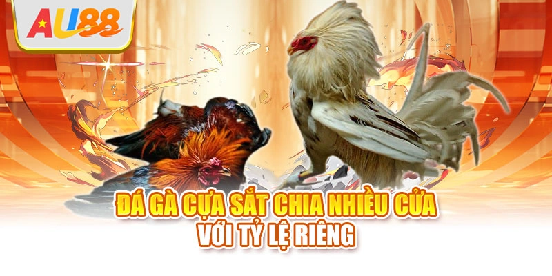 Đá gà cựa sắt chia nhiều cửa với tỷ lệ riêng
