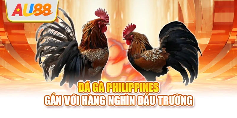 Đá gà Philippines gắn với hàng nghìn đấu trường