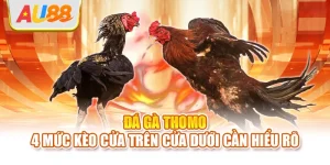 Đá gà thomo