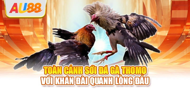 Toàn cảnh sới đá gà thomo với khán đài quanh lồng đấu
